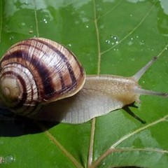 POM (полиацеталь)